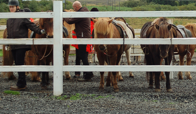 Laxnes horses farm