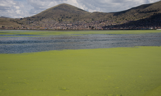 algas no Titicaca