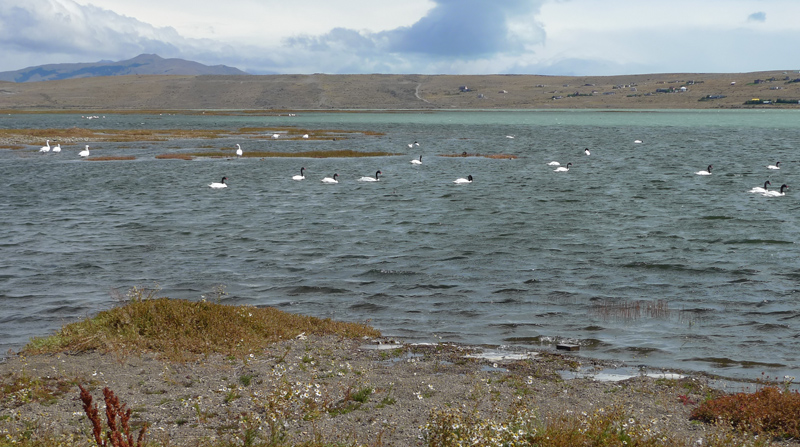 aves no Lago Argentino