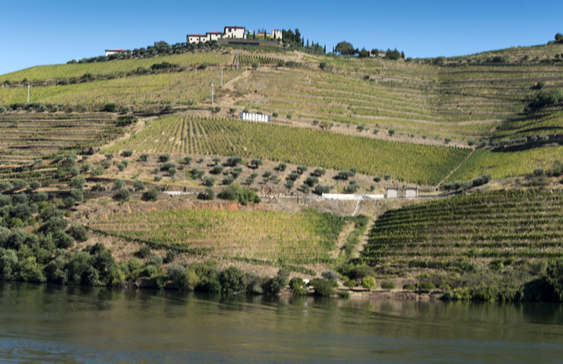 socalcos das vinhas do Douro