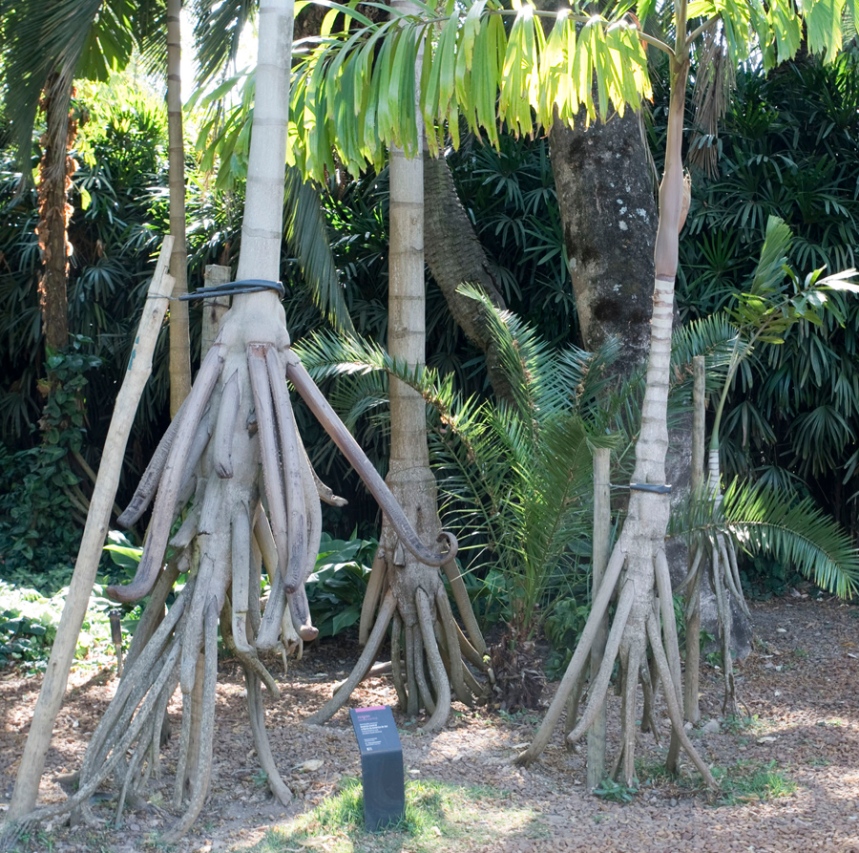 Uma espécie rara de palmeiras