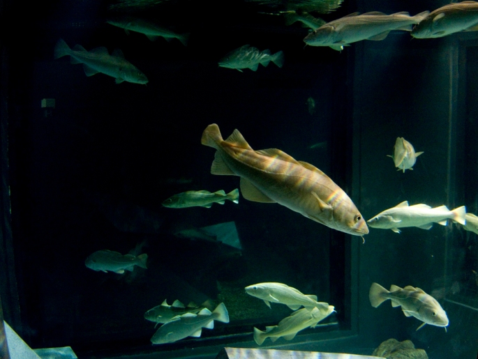 Vista geral do aquário dos bacalhaus