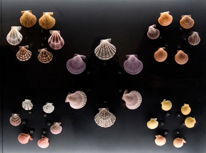 Conchas em exposição