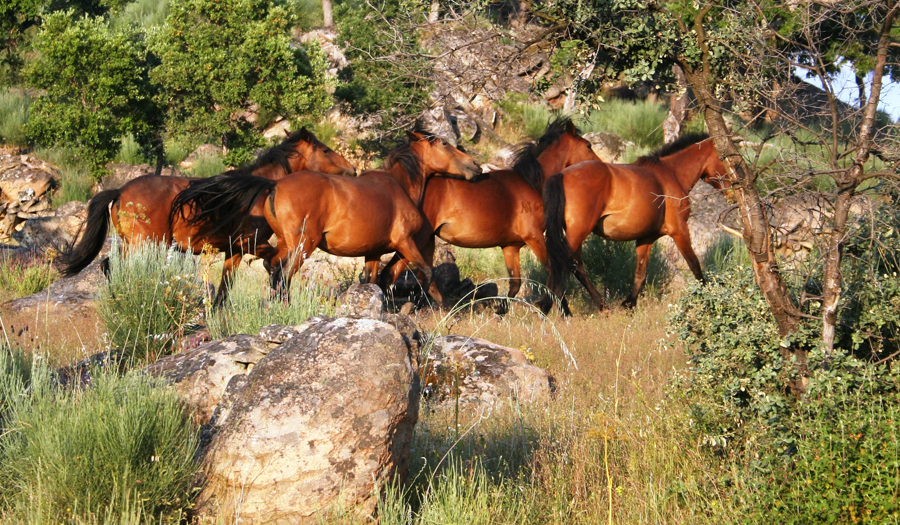 Cavalos silvo garranos na reserva   ©ATN