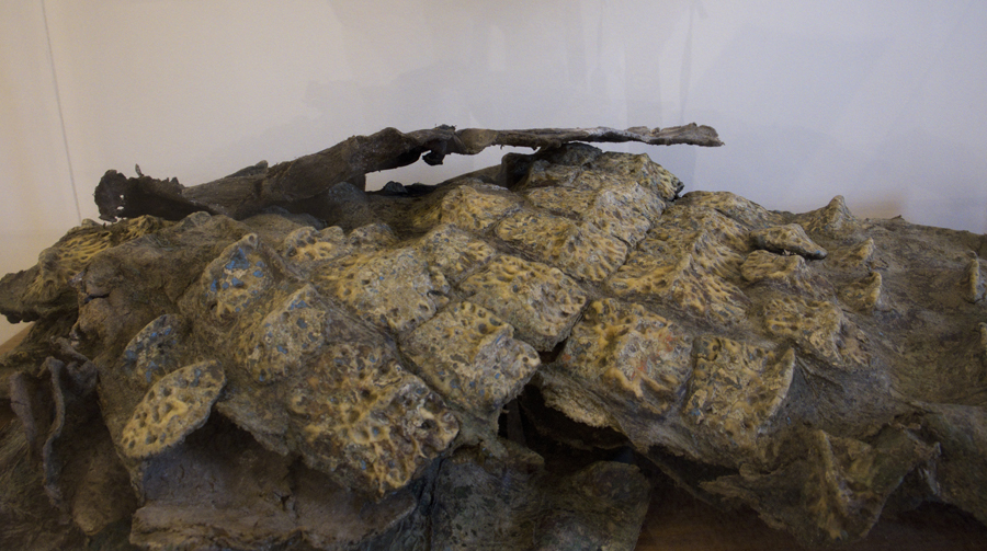 A pele original do crocodilo está no museu