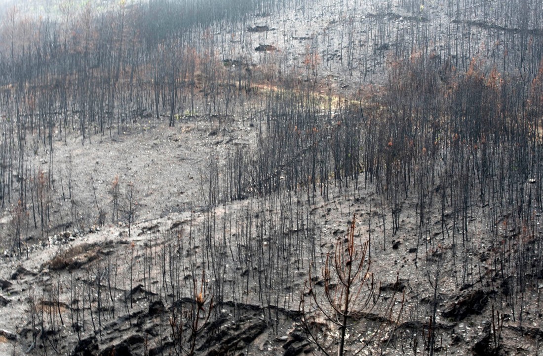 Pinheiros ardidos na área envolvente de Fontão