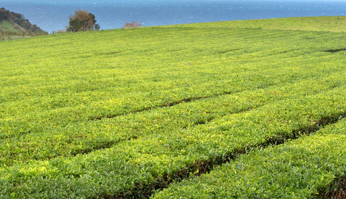 Plantação de chá junto da Gorreana