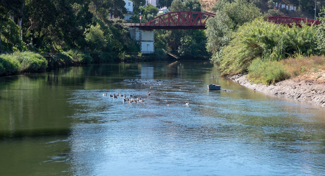 Patos no rio Mira em Odemira