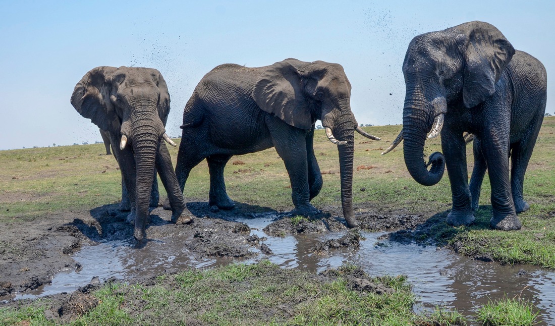 Elefantes africanos no Parque Nacional de Chobe, Botswana