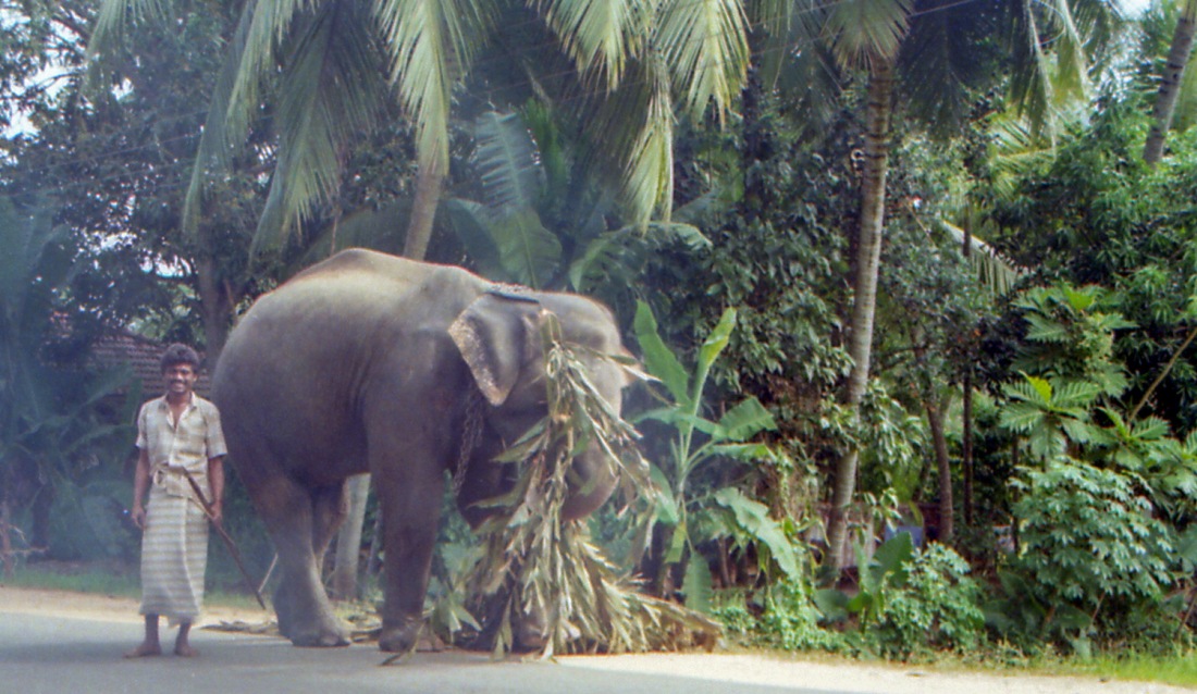 Elefante asiatico - Sri Lanka