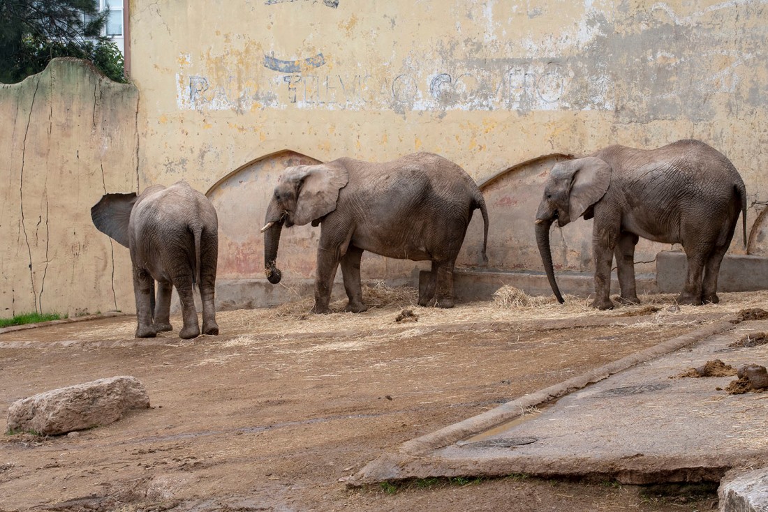 site_zoo_elefantes_6948